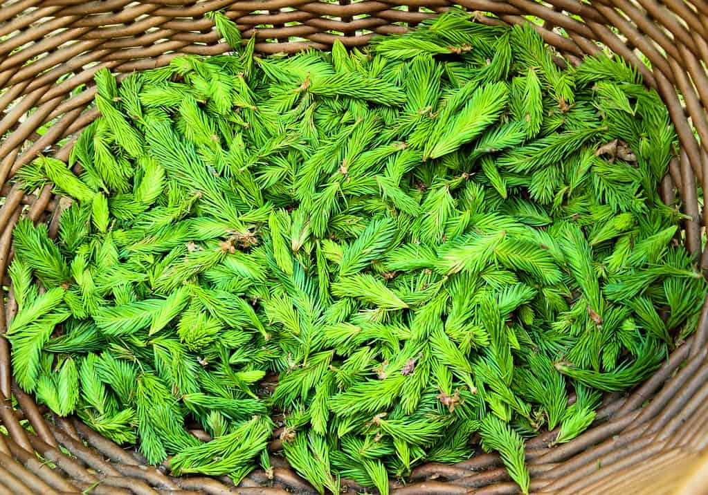 image of harvested spruce tips in a basket