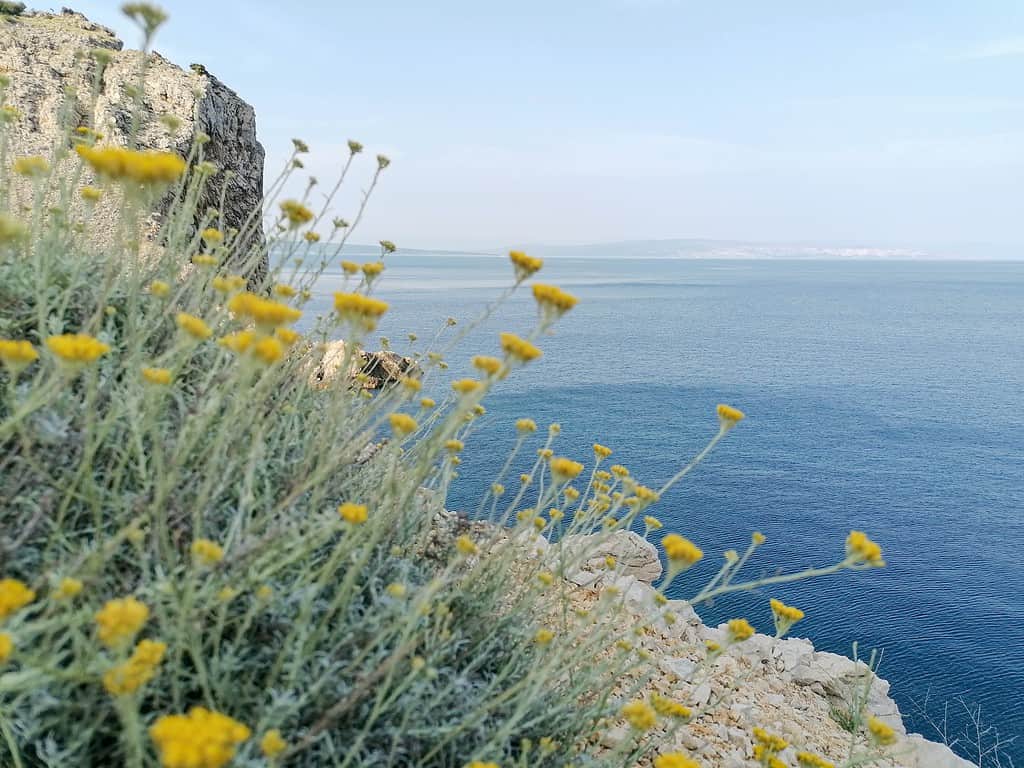 How to harvest Helichrysum