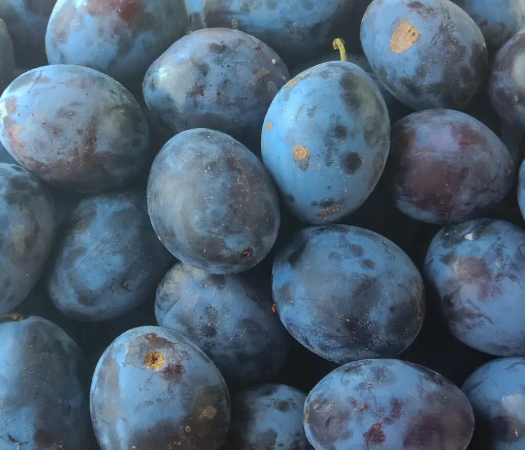 ripe plums