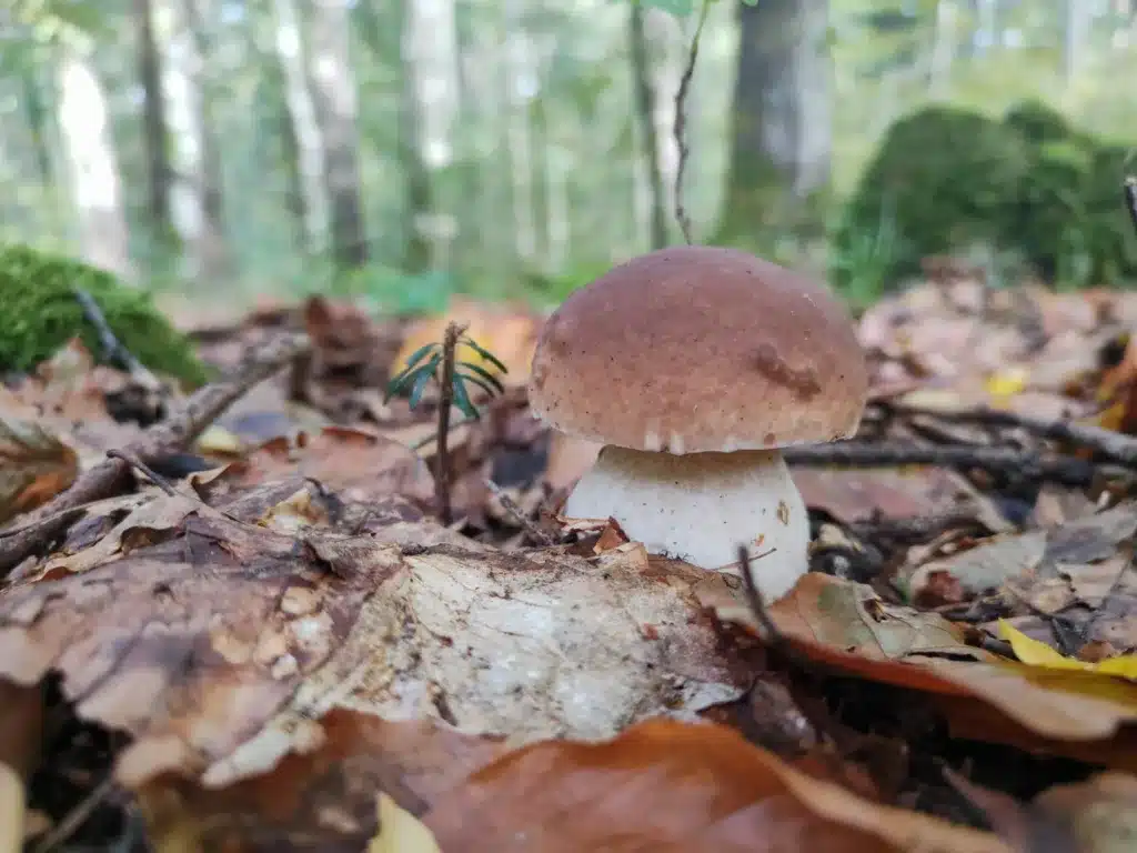 young boletus edulis