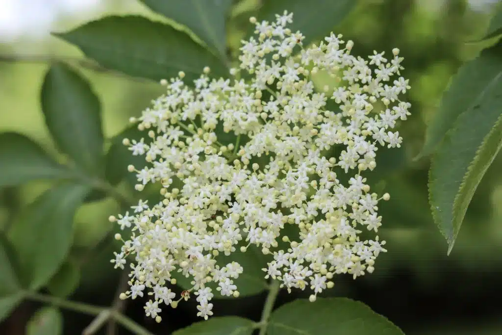 harvesting elderflower tea