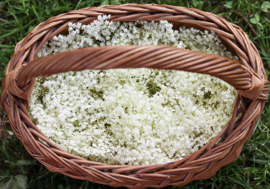 elderflower tea in a basket