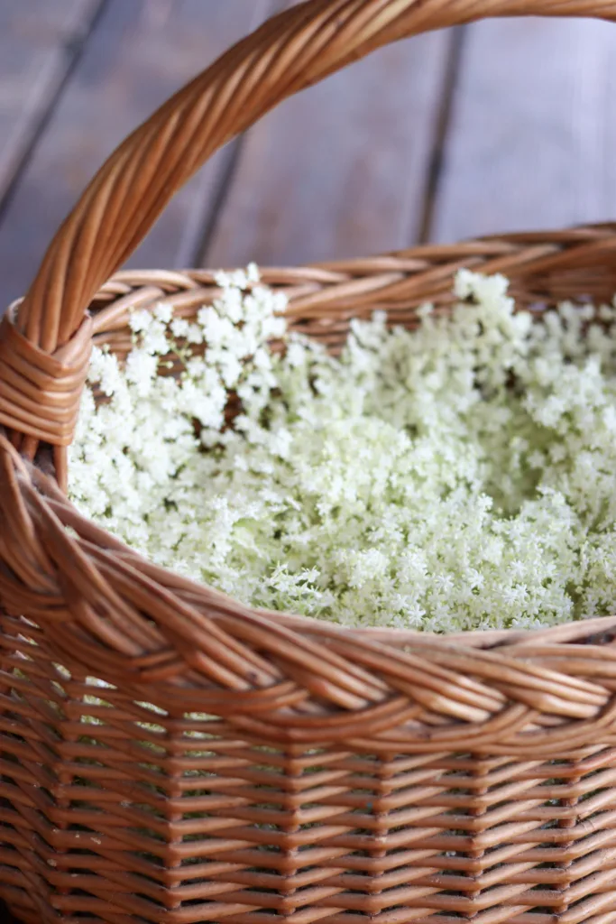 how to make elderflower tea step 1