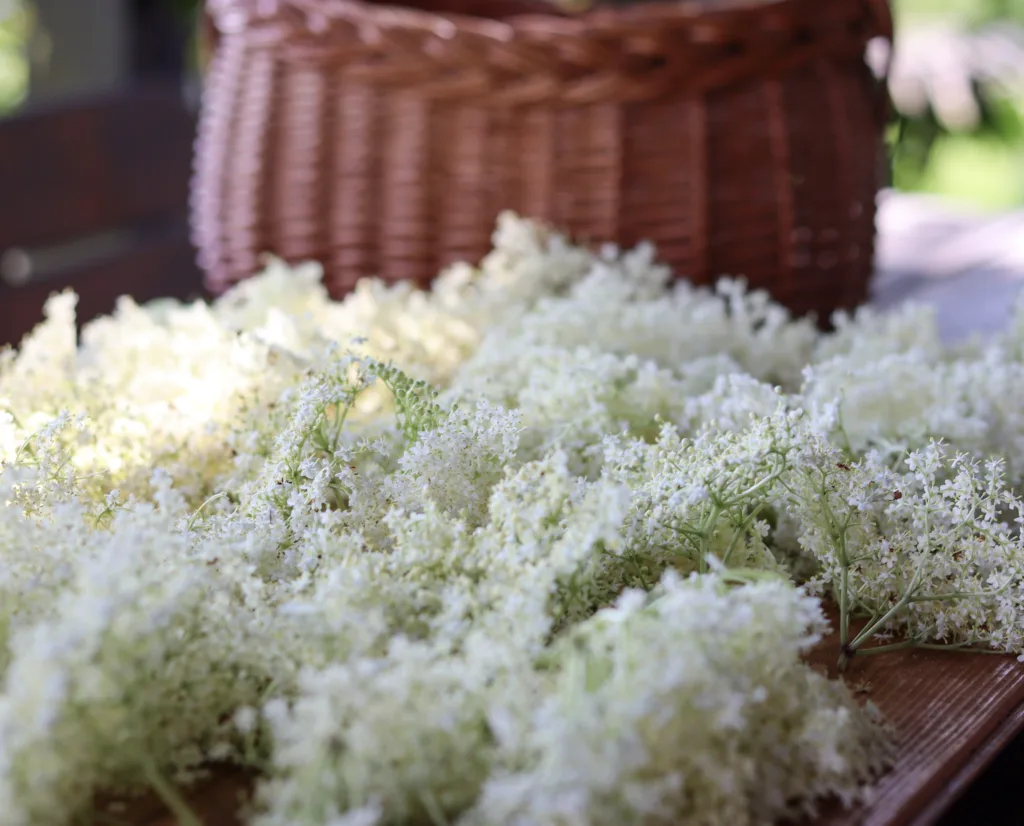 drying elderflower tea