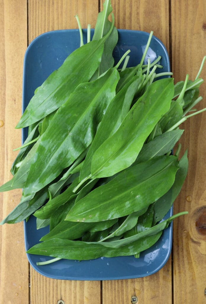 step 4 - how to rinse wild garlic leaves 