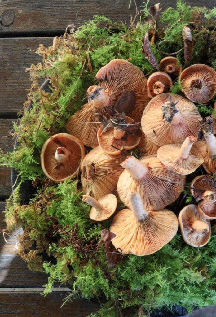 Image of saffron milk caps (lactarius deliciosus) mushrooms on green forest moss 