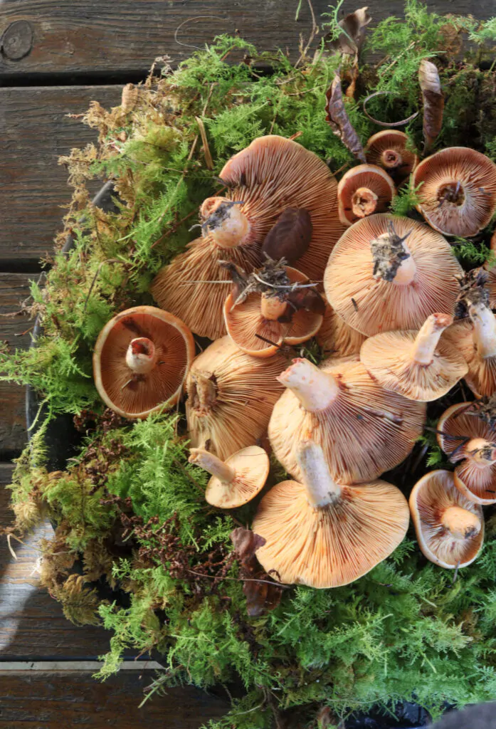 Image of saffron milk caps (lactarius deliciosus) mushrooms on green forest moss