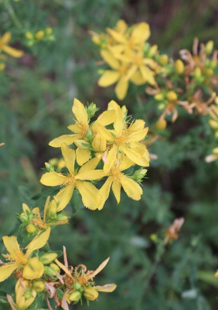 Image of St. John's Wort flowers growing in a meadow