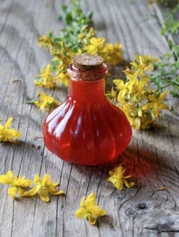 St. Johns Wort infused oil with hypericum flowers