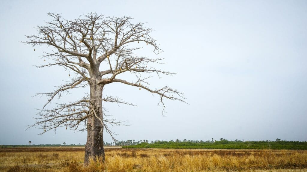 Image of a baobab tree from whose fruit pods is produced baoab powder for baobab smoothies. 