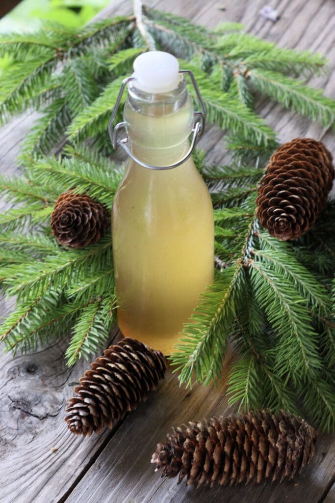 A bottle of freshly made spruce tip cough syrup prepared for storage over the winter