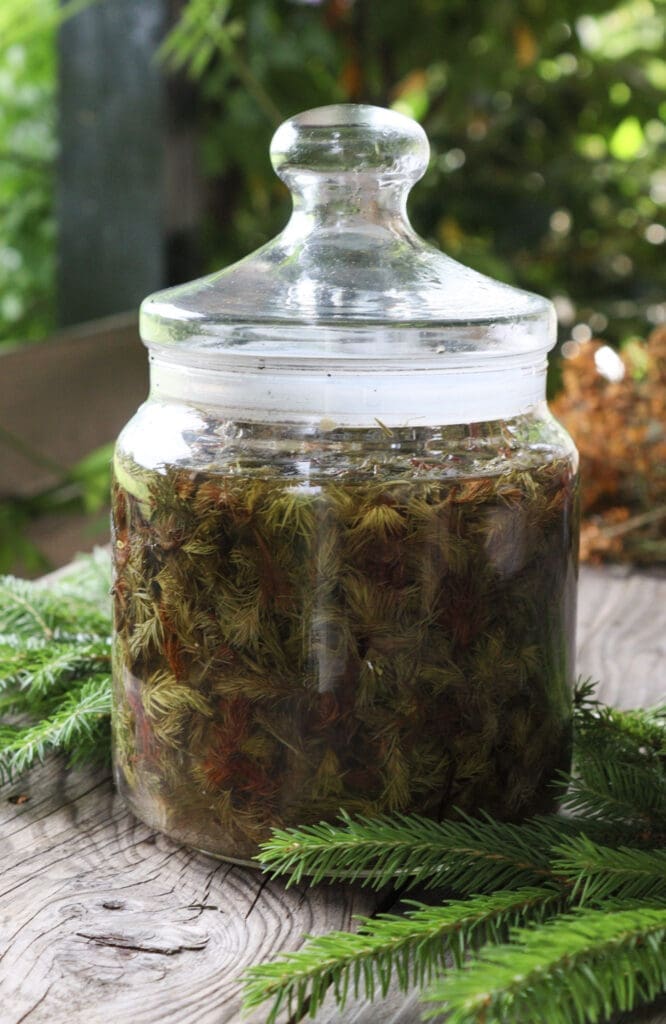 Spruce tips with melted sugar in large glass jar exposed on sun for making the syrup