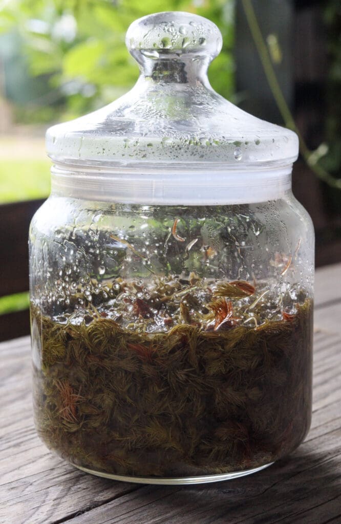 Spruce tips in a large glass jar after a month on the sun, before the syrup is strained