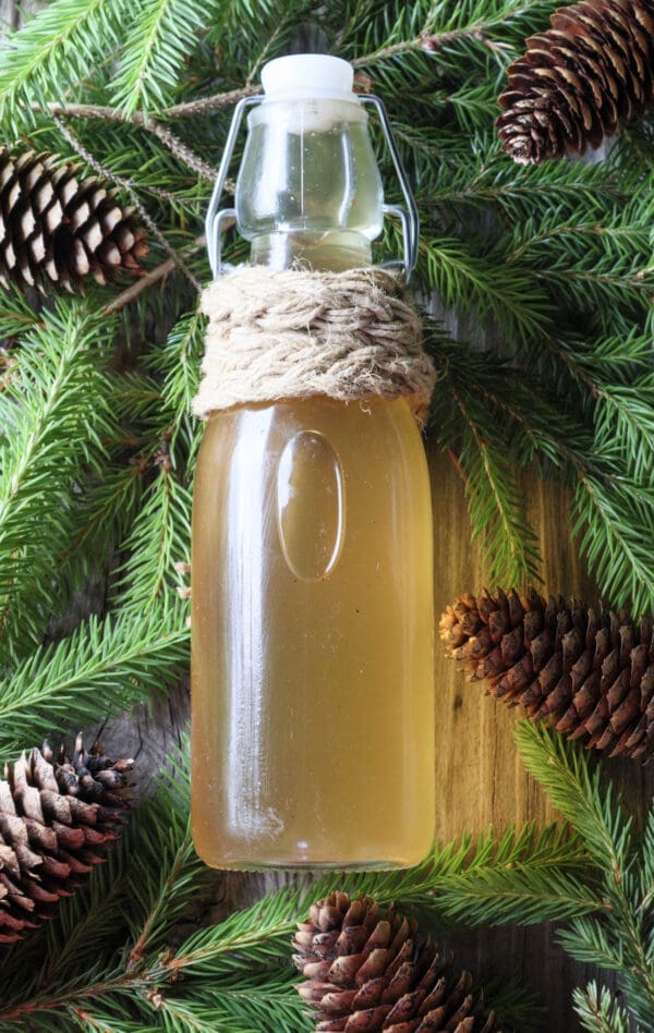 A bottle of fresh spruce tip syrup, used as a cough syrup made by a traditional spruce tip syrup recipe.